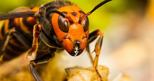 戦慄！殺人バチの巣窟の写真