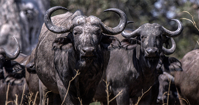 アフリカ：死闘の川の写真