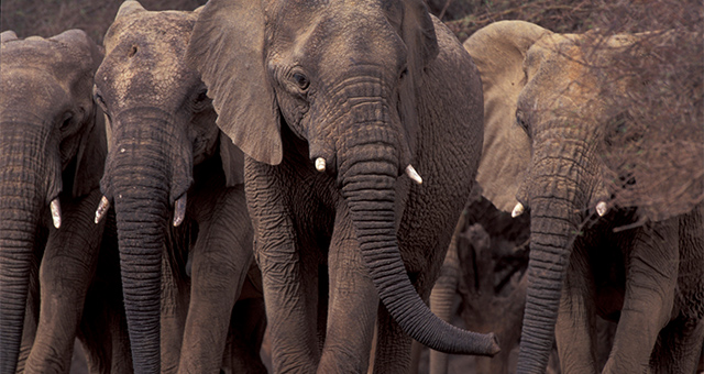 【ワイルド ネイチャー プラス】特集：アフリカを生きるの写真