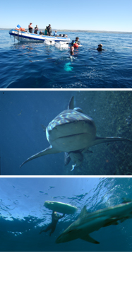 番組内容の写真