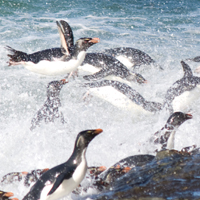 イワトビペンギン