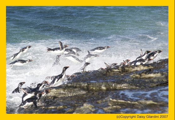 イワトビペンギン